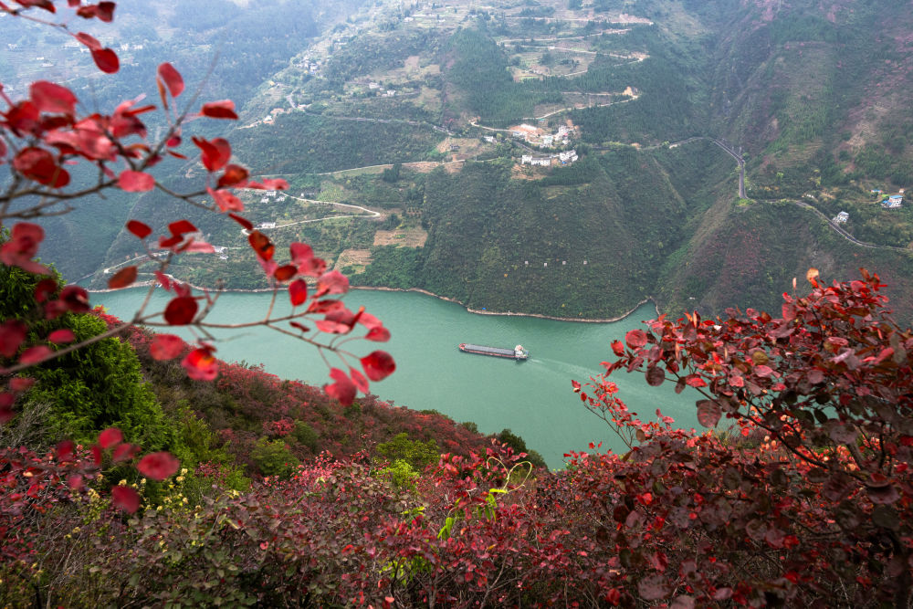 船舶行駛在紅葉掩映下的長(cháng)江三峽重慶市巫山縣水域（2023年11月30日攝）。新華社記者 肖藝九 攝