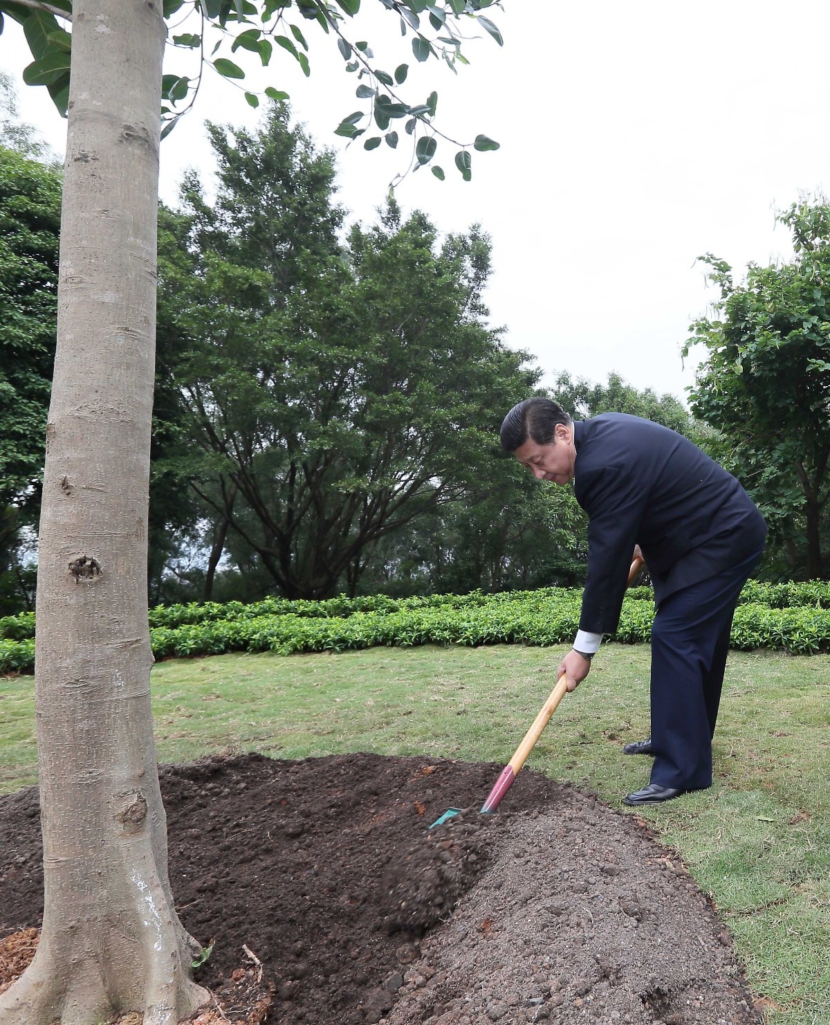 2012年12月8日，習近平在深圳蓮花山公園種下一棵高山榕樹(shù)。