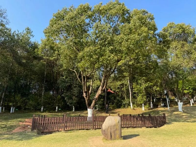 習近平同志為福建省長(cháng)汀縣水土保持科教園捐種的香樟樹(shù)。圖源：學(xué)習時(shí)報