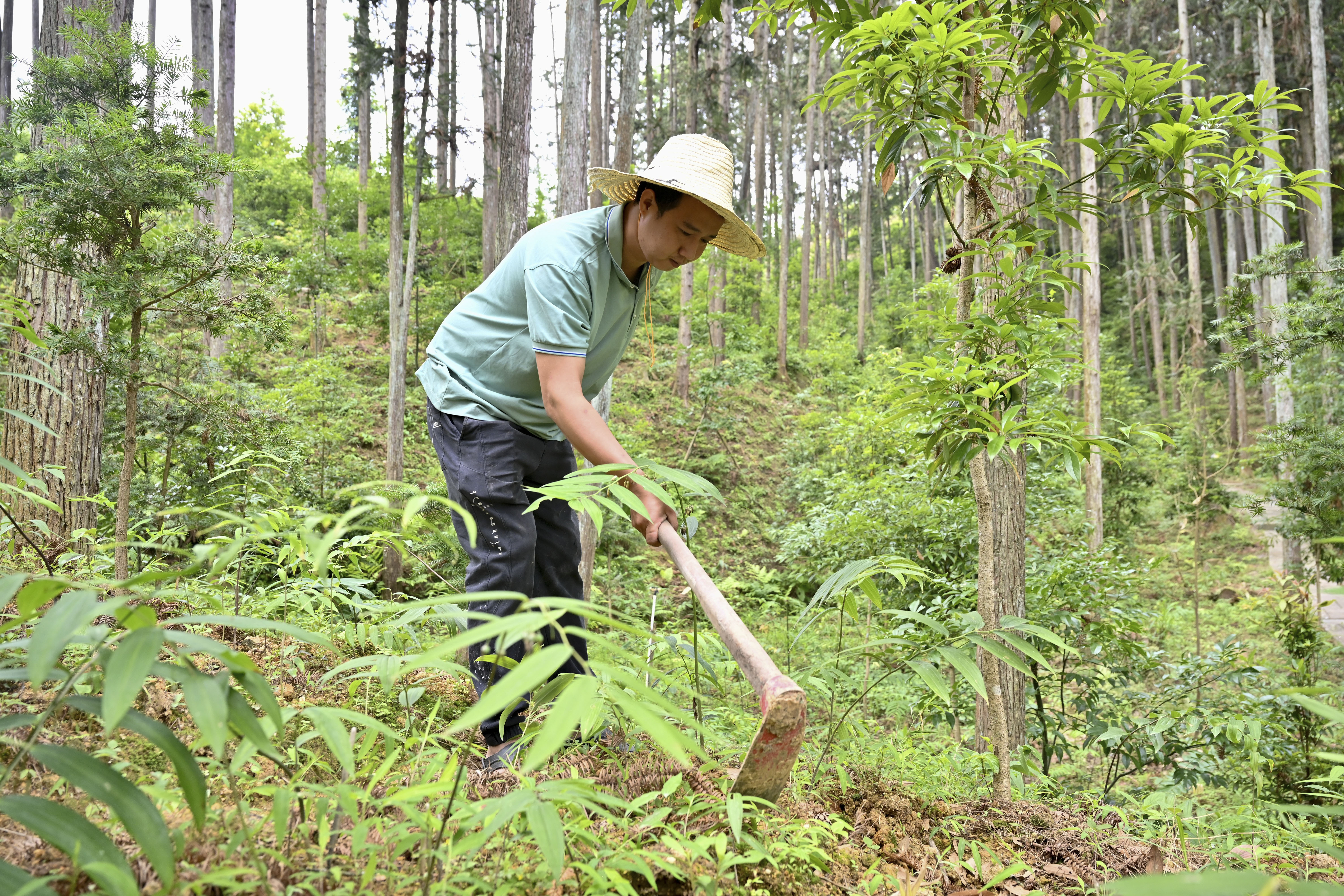2024年5月9日，福建省三明市馬巖林下經(jīng)濟種植示范基地工人在管理林下種植的多花黃精。